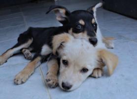 SAI Venezuela: Rescuing and Healing Over 90 Dogs – Providing Food, Medical Care, and Love to Abandoned Animals in Need!