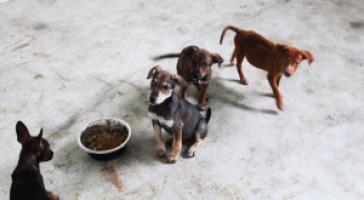 Rescuing Dogs in Venezuela !