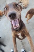 SAI-A&G Sanctuary and Dog Shelter Update!