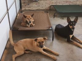 SAI Venezuela: Rescuing and Healing Over 380 Dogs – New Facilities, Food, and Love Transforming Lives in 2022!