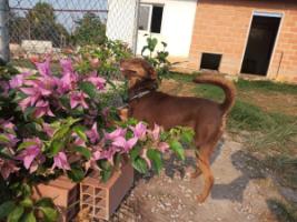 SAI Venezuela: Saving Lives, One Tail at a Time – 6,050 lbs of Food, Sanctuary Upgrades, and a Brighter Future for Dogs in 2023!