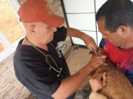 SAI Venezuela is Bringing Hope to Dogs in Need – 7,370 lbs of Food, a New Vet, and a Rain Gazebo Building Brighter Futures in 2023!