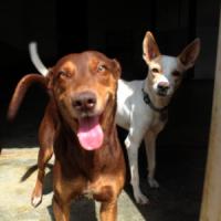 SAI Venezuela is Saving Lives, One Dog at a Time - Food and Shelter for Abandoned Pets in Venezuela