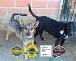 Fueling Tails of Hope: SAI’s Lifesaving Impact on Venezuela’s Shelter Dogs