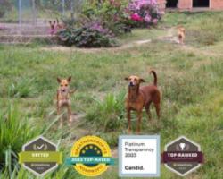 Paws of Hope: Your Support Fed and Saved Hundreds of Dogs in Venezuela