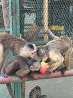 Keeping Venezuelan Zoo Animals in Danger of Extinction Alive
