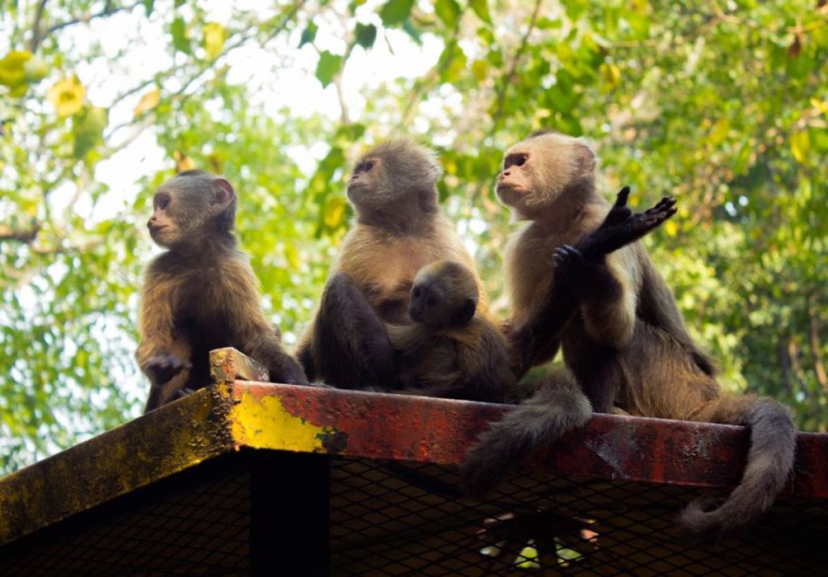 SAI provides food, medicine and love to zoo animals in  Venezuela