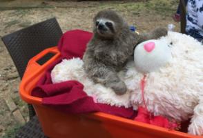 Help Zoos in Venezuela!