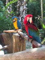 SAI Venezuela: Rescuing Endangered Animals – 1,824 lbs of Food and Medical Care for Over 60 Species | 2023