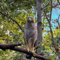 Wild at Heart: SAI Rescued, Fed, and Protected Venezuela’s Animals