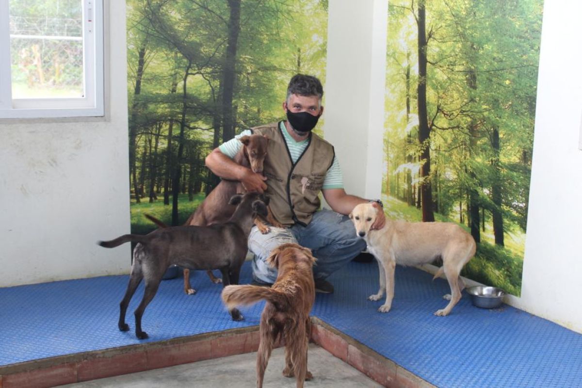 Help Abandoned Venezuelan Pets